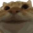Gatito